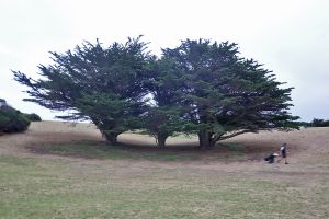 King Island Golf And Bowling 1st Trees